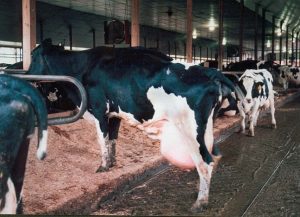 What’s In My Milk? Part One: Industrialized Dairy