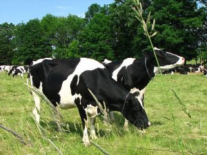 What’s In My Milk? Part Two: Real (Raw) Milk