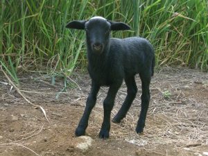 Meet Clarence the Lamb