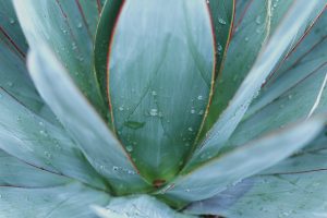 Is Agave Nectar a Healthy Sweetener?